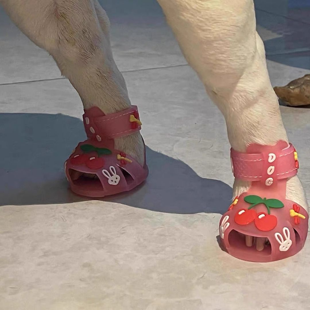 Frenchie Paws Protection Sandals for Dog Lovers and Owners-fadou