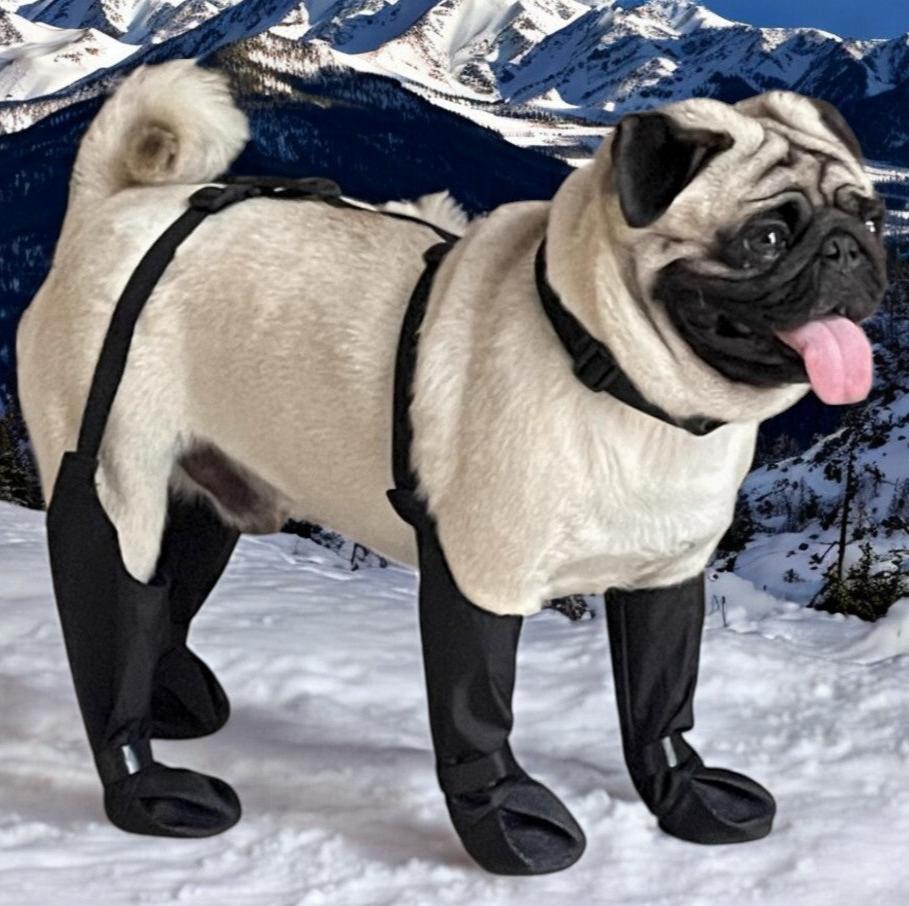French Bulldog Soft Protective Booties for Training Sessions-fadou