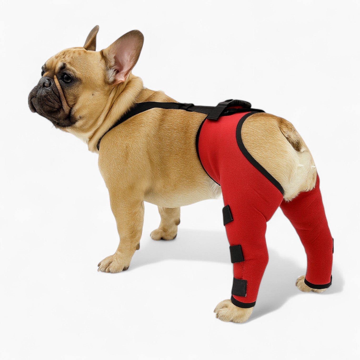 PawGuard Frenchie Knee Leg Braces – Joint Support for Dog Lovers and-fadou