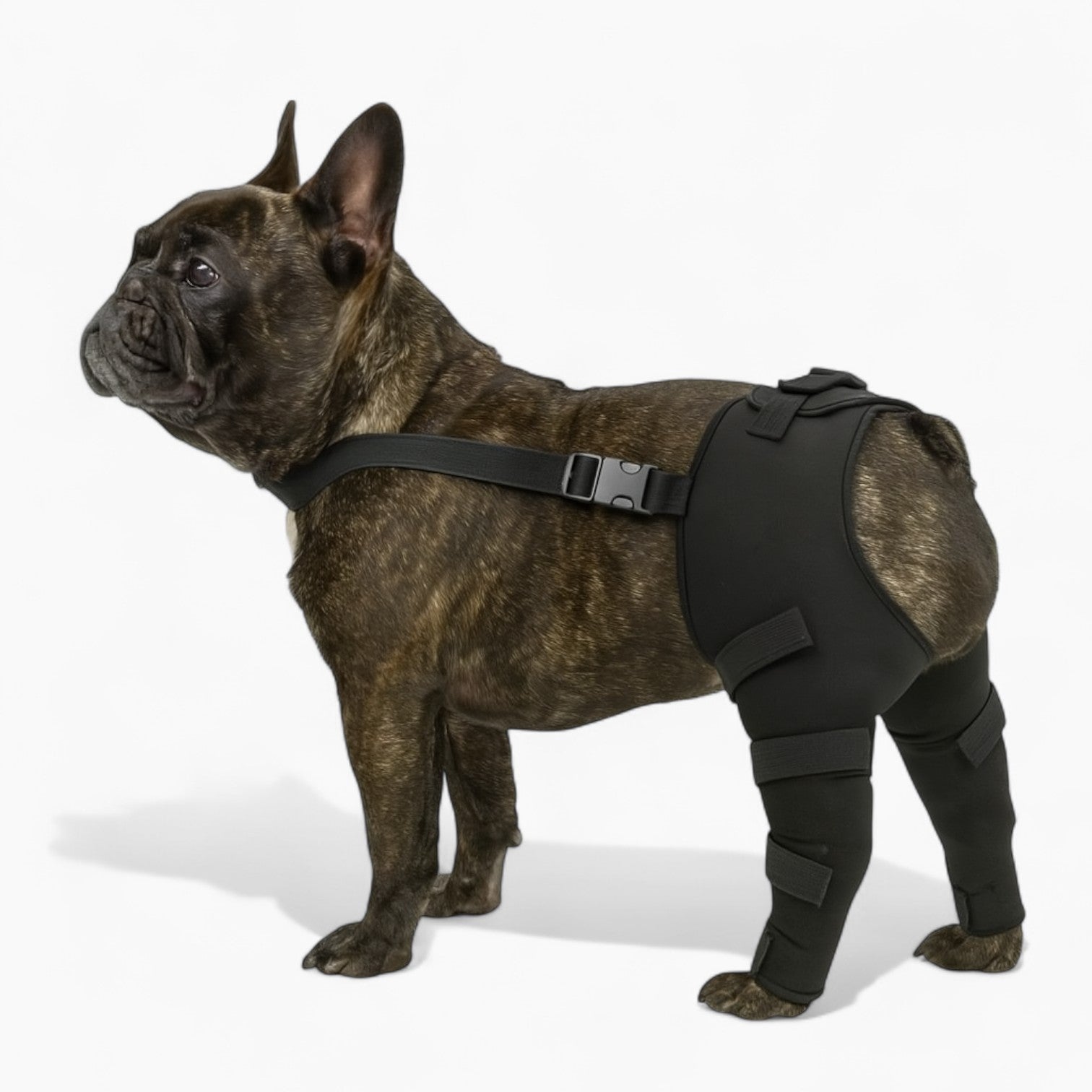 PawGuard Frenchie Knee Leg Braces – Joint Support for Dog Lovers and-fadou