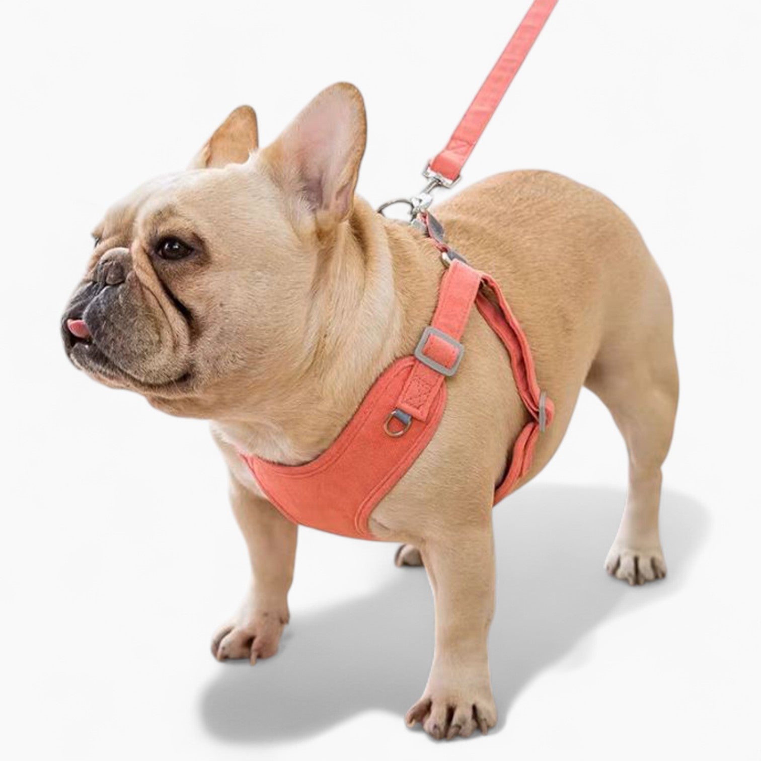 French Bulldog Secure No-Pull Vest for Short-Nosed Dogs-fadou