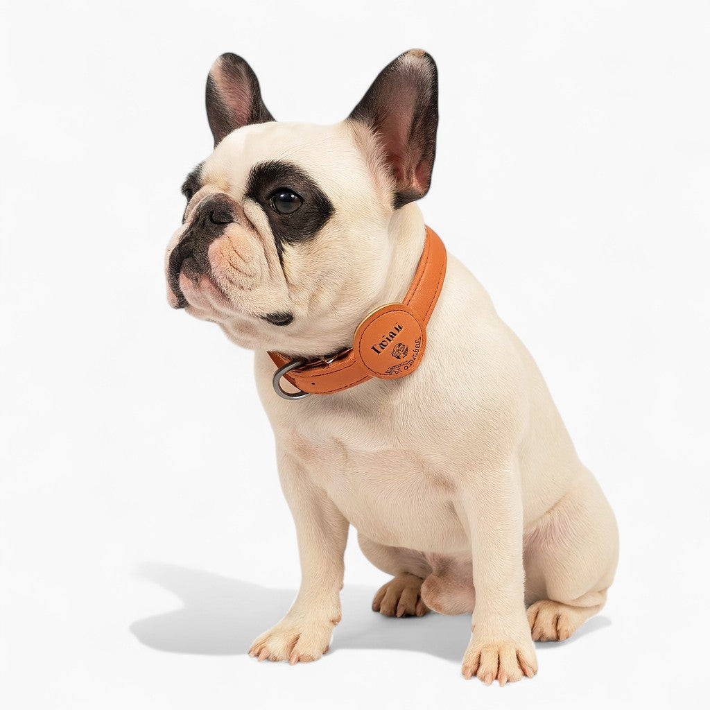 Personalized Adjustable Adjustable Collar for Small Breeds-fadou