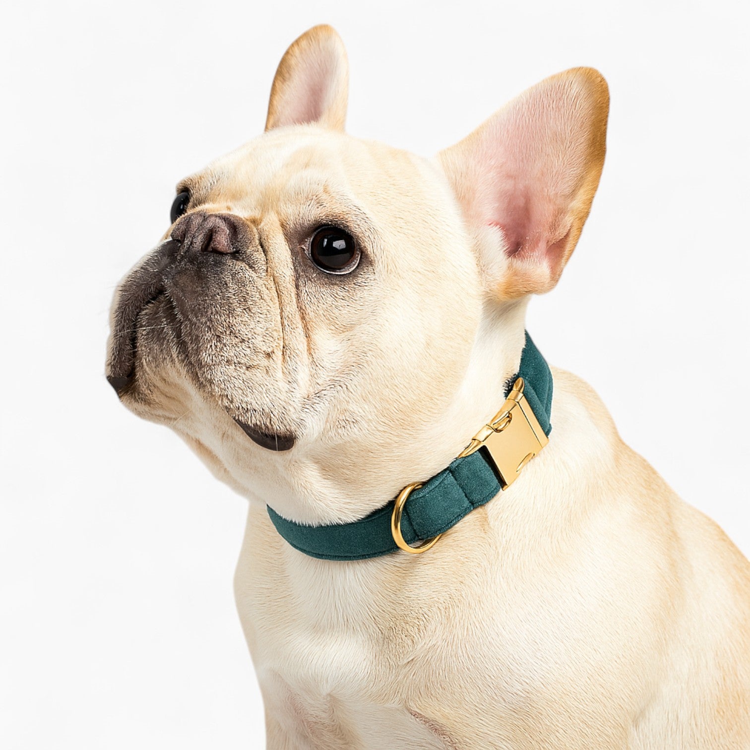French Bulldog Adjustable Dog Collar for Short-Nosed Dogs-fadou