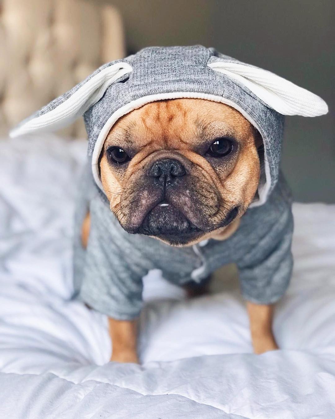 Rabbit French Bulldog Dog Mom Hoodie for Frenchie Enthusiasts-fadou
