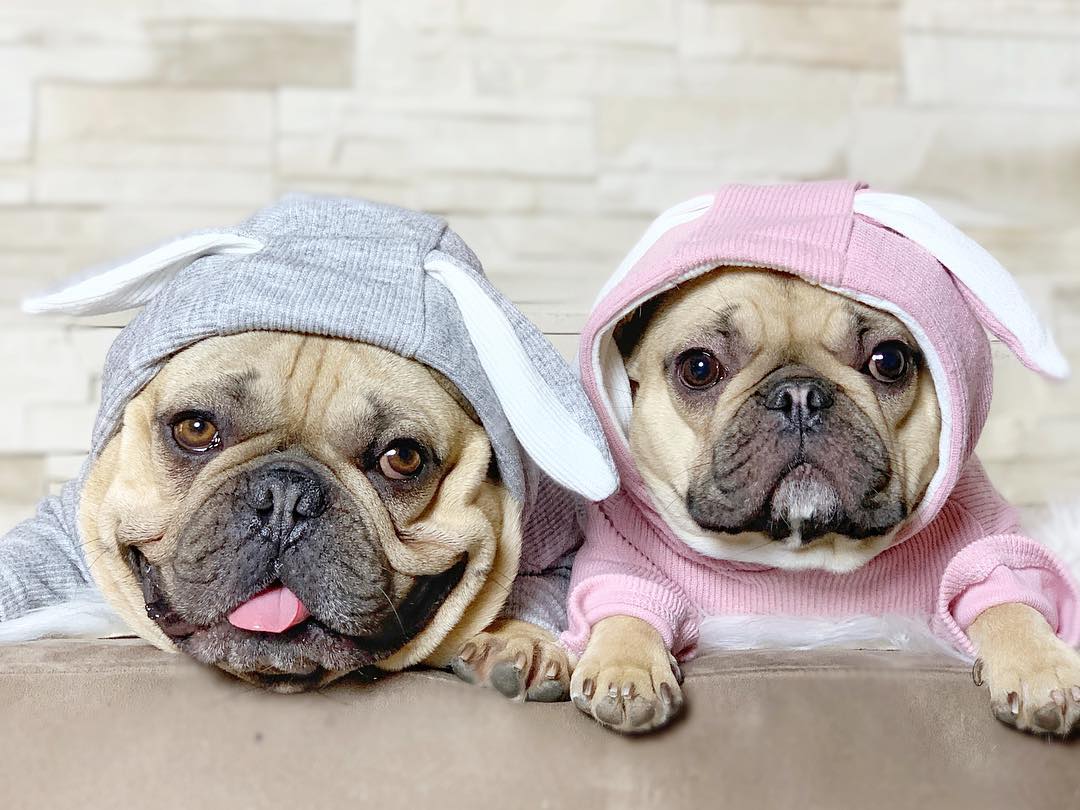 Rabbit French Bulldog Dog Mom Hoodie for Frenchie Enthusiasts-fadou