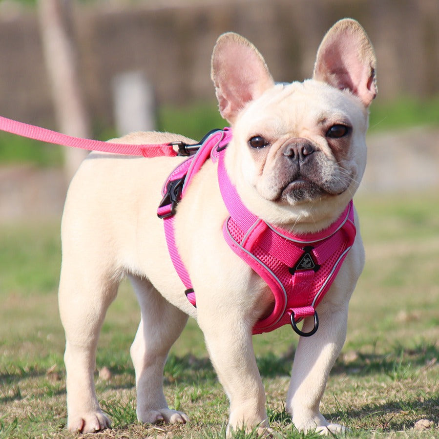 Reluxy™ -french Bulldog Harness Leash Set for Daily Walks-fadou
