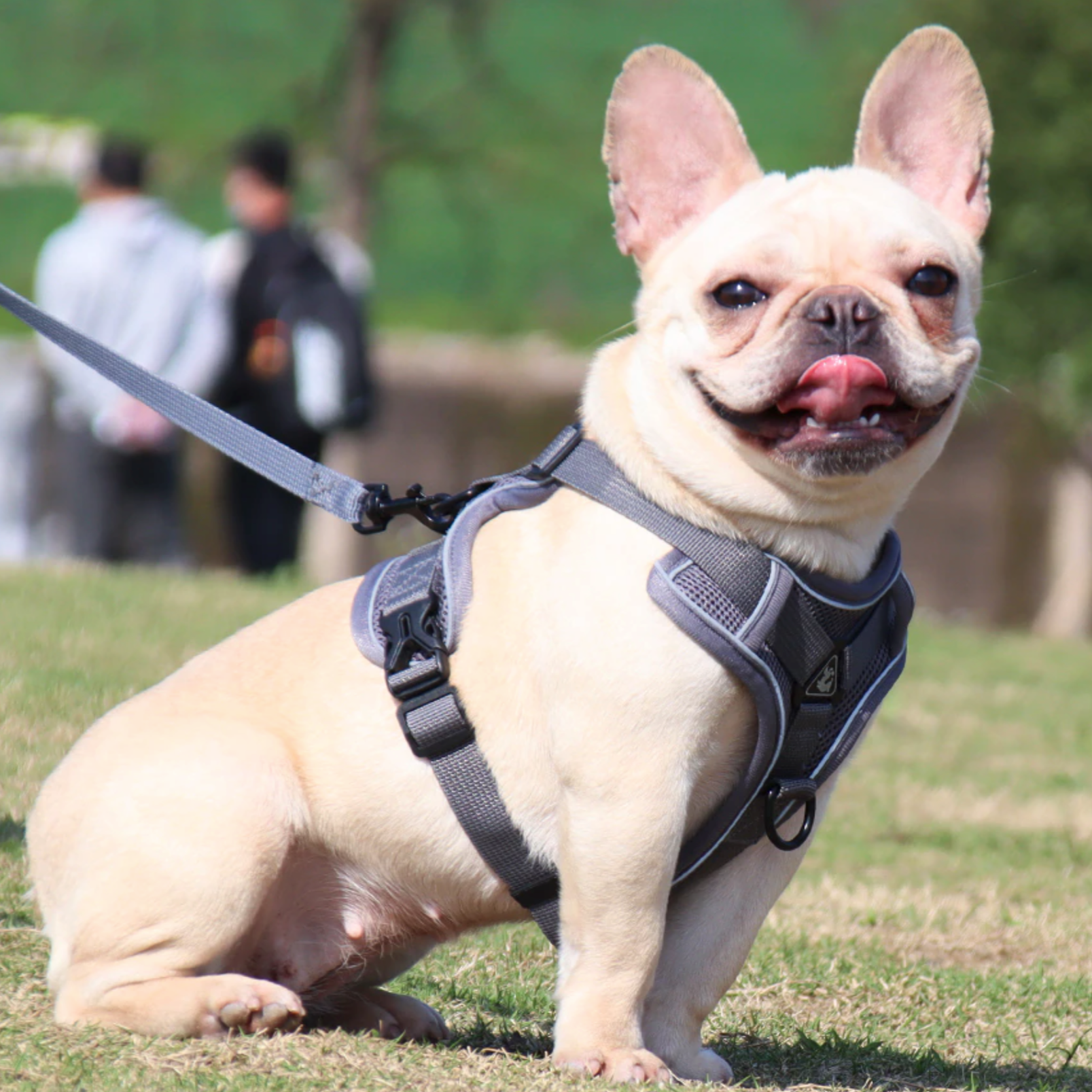 Reluxy™ -french Bulldog Harness Leash Set for Daily Walks-fadou