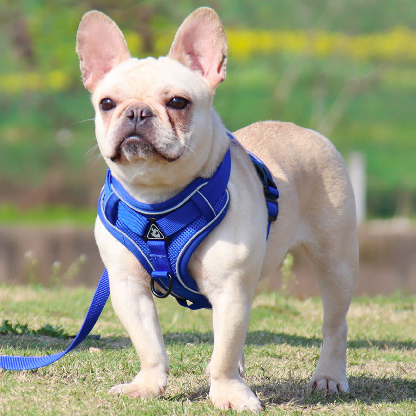 Reluxy™ -french Bulldog Harness Leash Set for Daily Walks-fadou