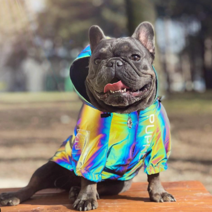 French Bulldog Reflective Dog Coat for Training Sessions-fadou