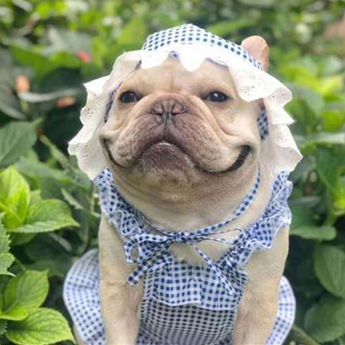 French Bulldog Summer Festive Costume for Training Sessions-fadou