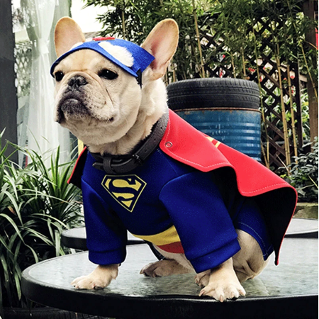 French Bulldog SuperFrenchie Cosplay Clothes for Outdoor Adventures-fadou