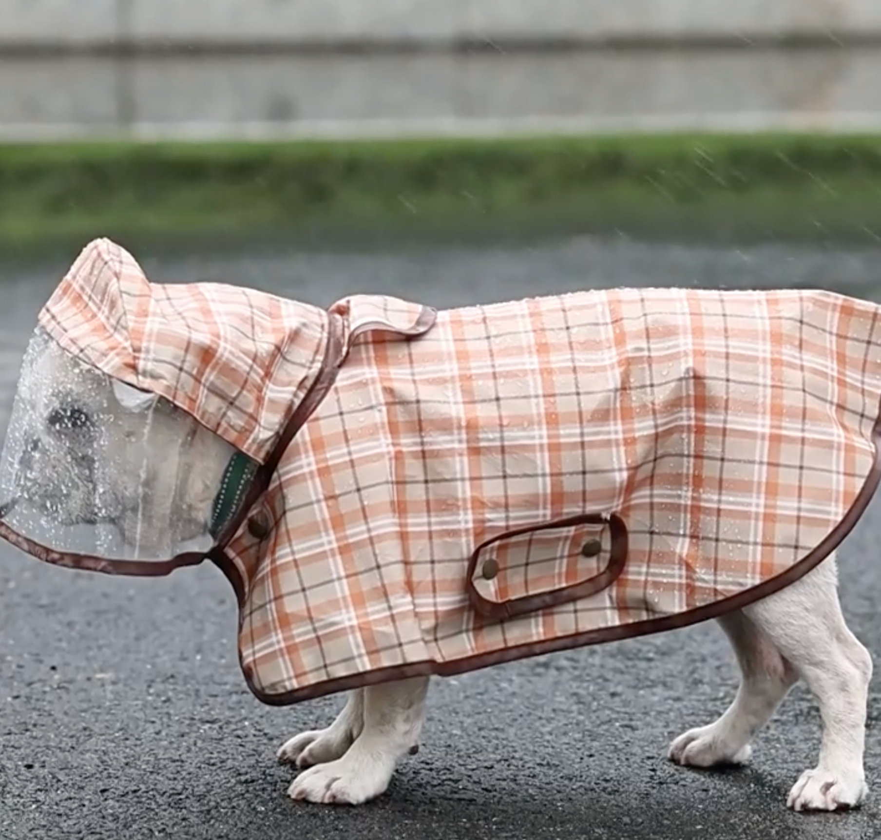 French Bulldog Premium Product for Frenchie Enthusiasts-fadou