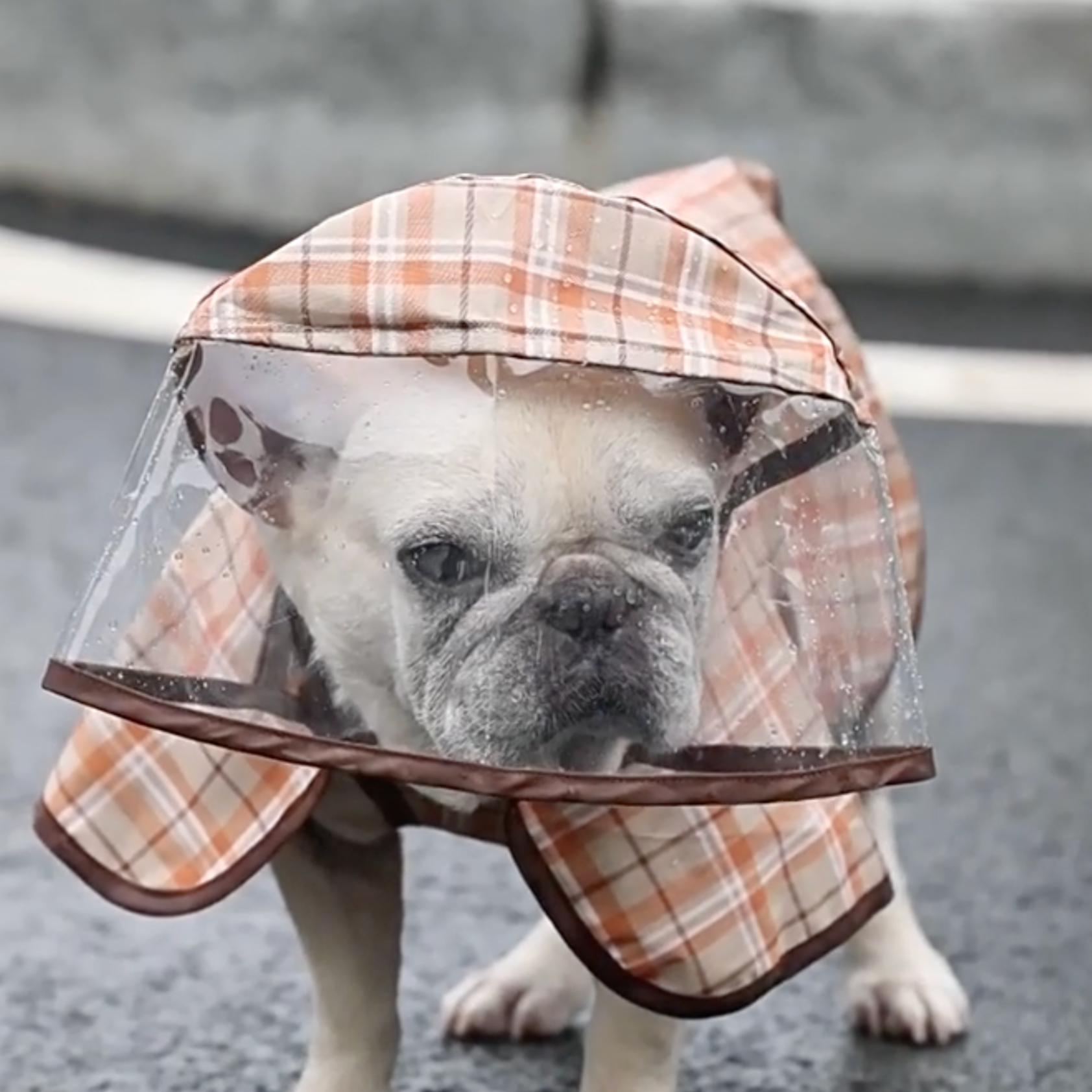French Bulldog Premium Product for Frenchie Enthusiasts-fadou