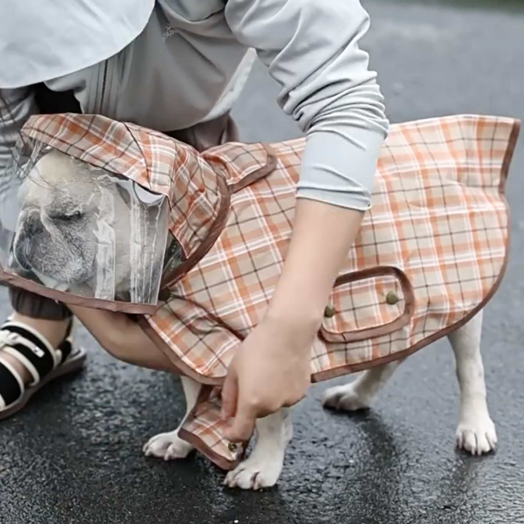 French Bulldog Premium Product for Frenchie Enthusiasts-fadou