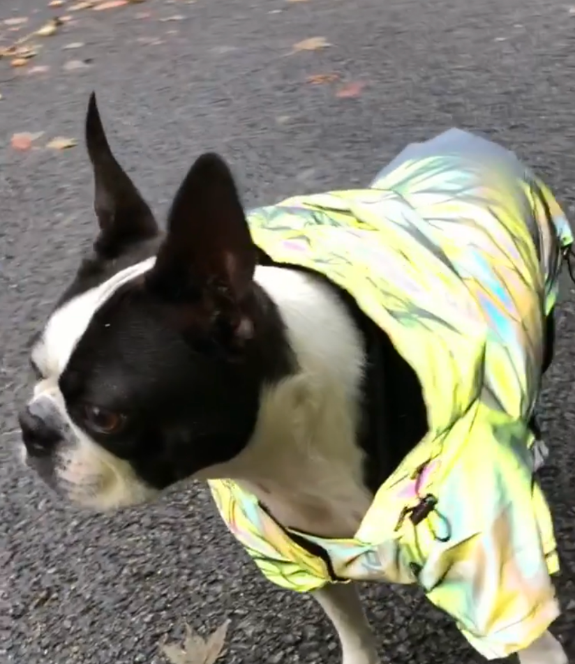 French Bulldog Reflective Dog Coat for Training Sessions-fadou