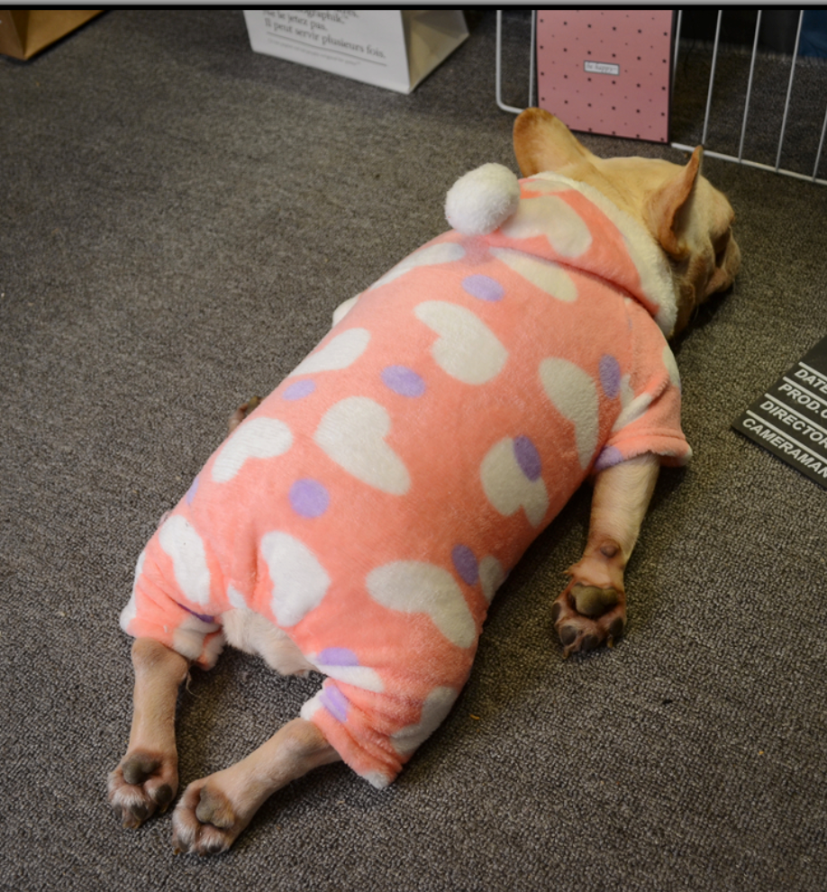 Stylish Frenchie Jumpsuits for Frenchie Fans Everywhere-fadou