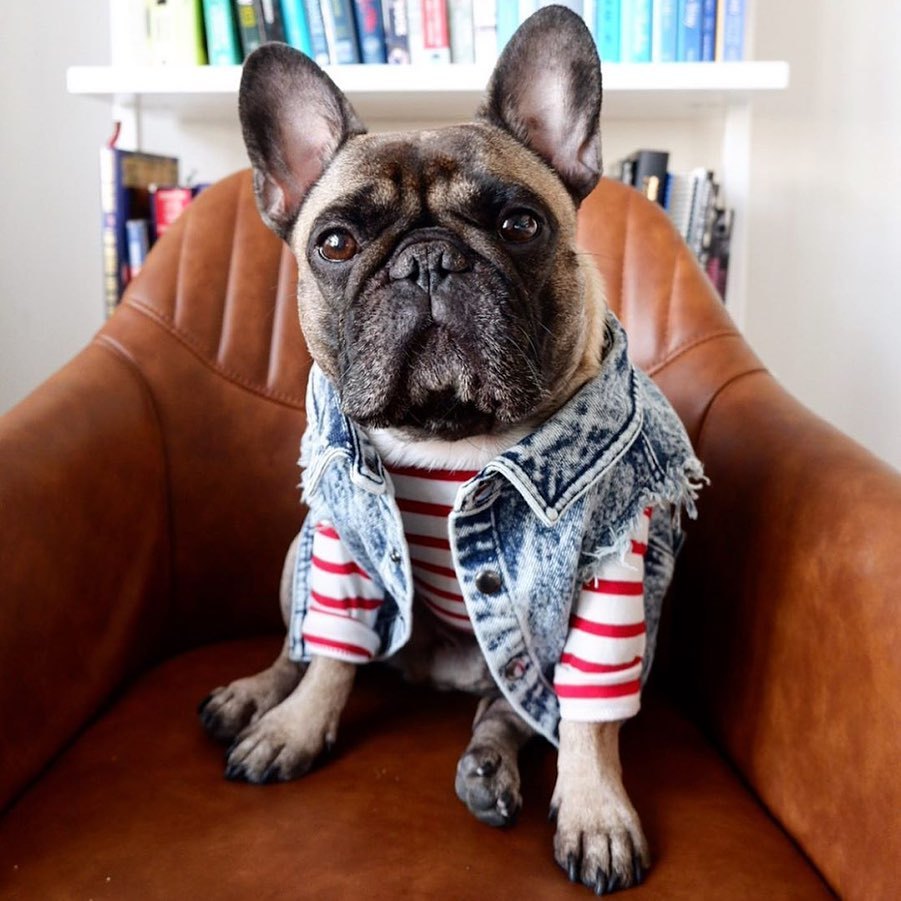 French Bulldog Stylish Pet Jacket for Brachycephalic Dogs-fadou