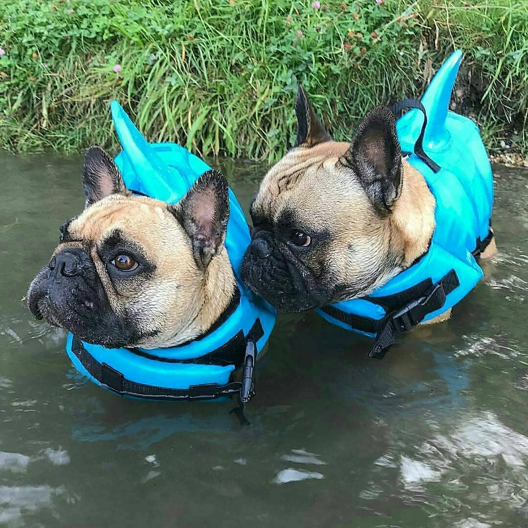 Shark Life Vest V2 for French Bulldog Owners and Fans for Frenchies-fadou