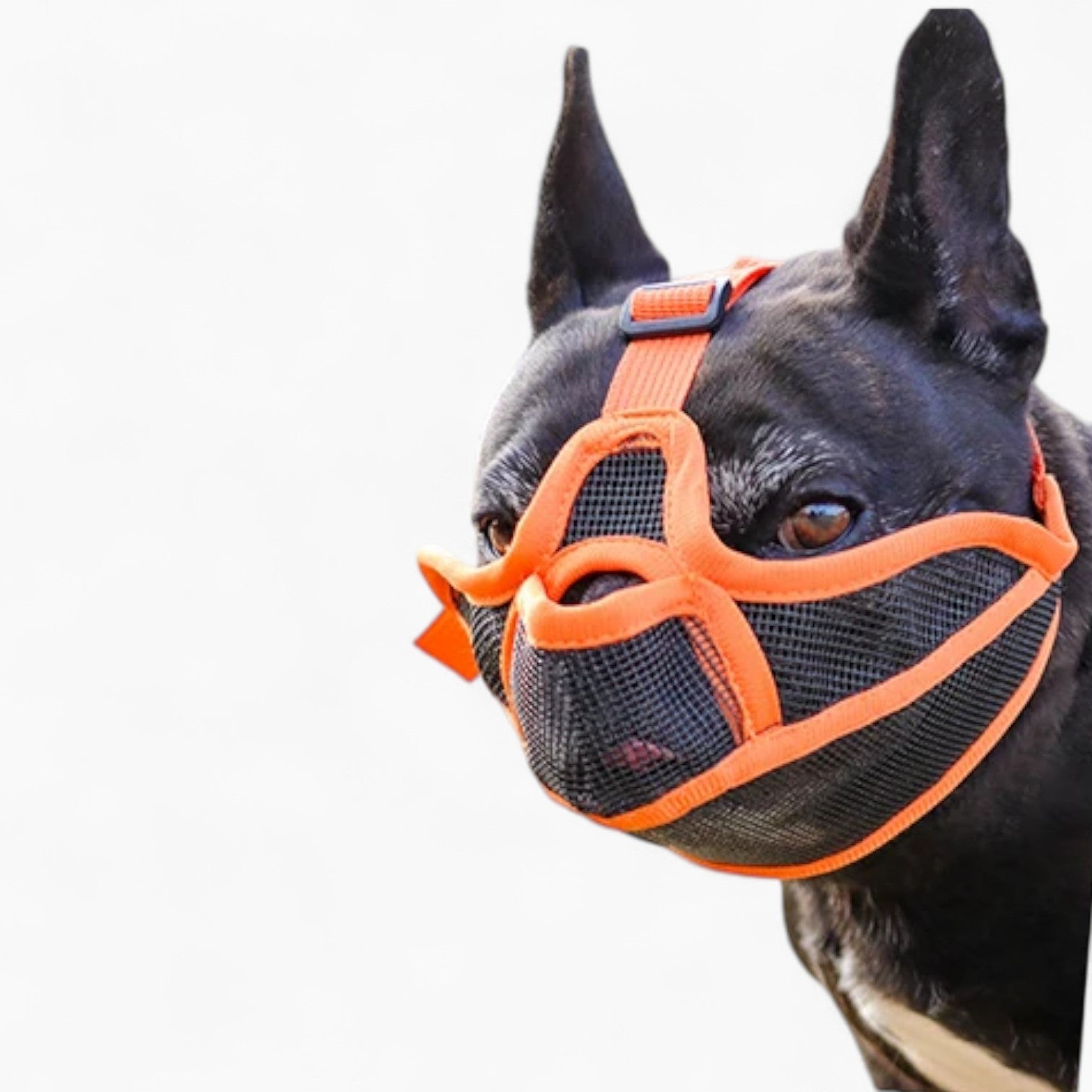 French Bulldog Breathable Dog Muzzle for Travel Comfort-fadou