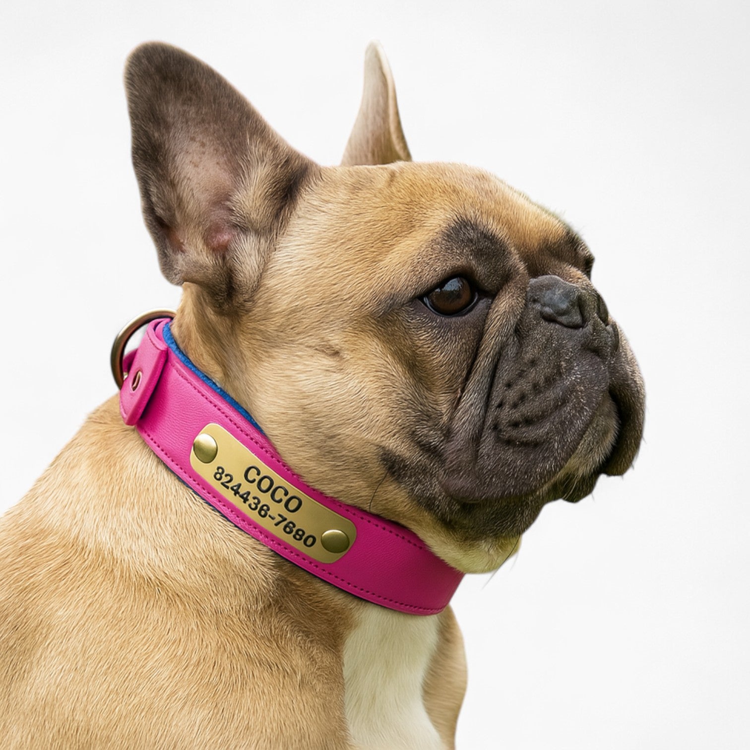 French Bulldog Personalized Neck Collar for Flat-Face Breeds-fadou