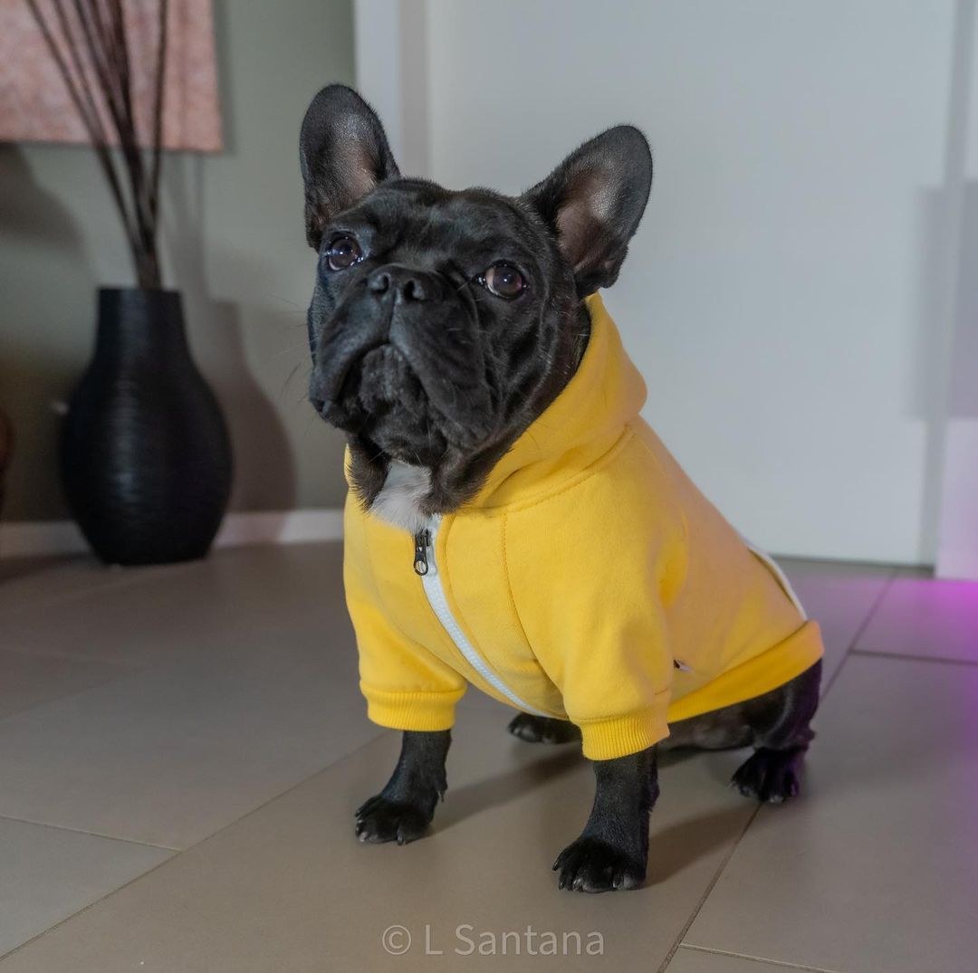 French Bulldog Warm Pet Parent Pullover for Pet Culture-fadou