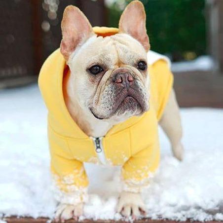 French Bulldog Warm Pet Parent Pullover for Pet Culture-fadou