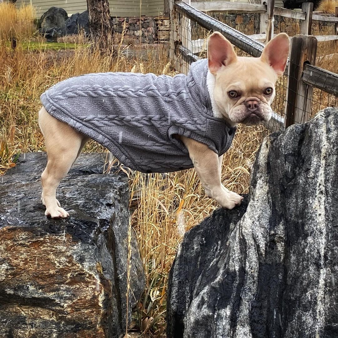 French Bulldog Warm Knitwear for Brachycephalic Dogs Gifts-fadou