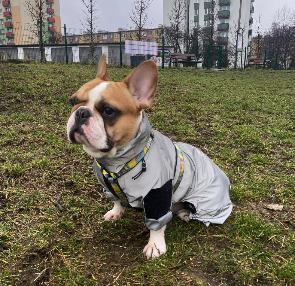 French Bulldog Reflective Dog Mom Hoodie for Frenchie Fans-fadou