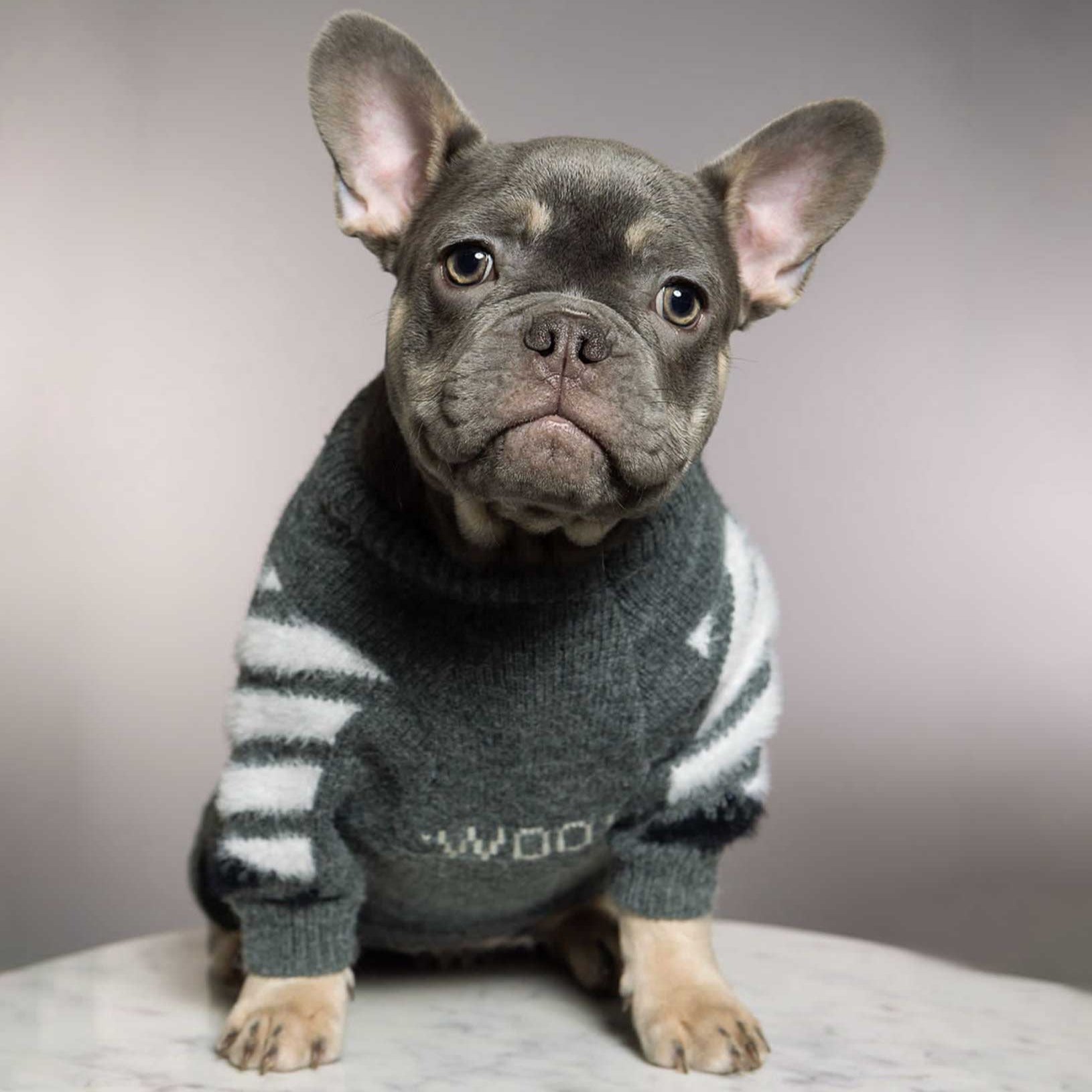 Frenchup™ - Frenchie Woof Winter Sweater for Pet Parents-fadou