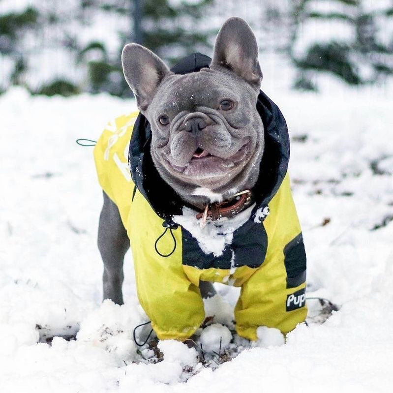 PawMax French Bulldog Waterproof Coat for Flat-Face Breeds-fadou