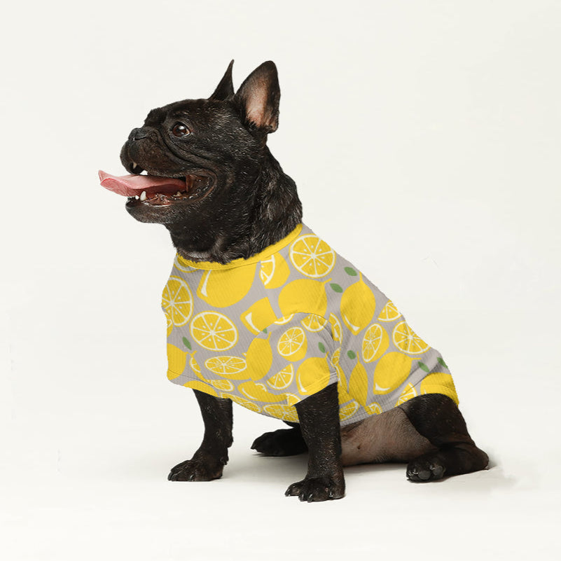 Luca French Bulldog Knit Sweater for Outdoor Adventures-fadou