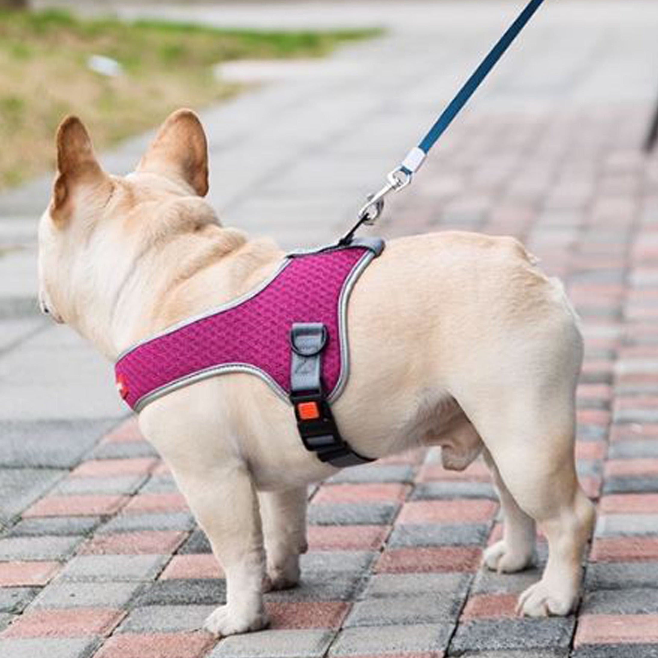 French Bulldog Premium Dog Harness for Brachycephalic Dogs-fadou