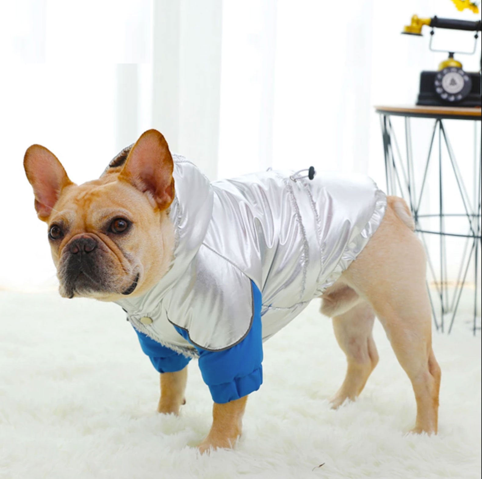 Warm French Bulldog Winter Jacket for Brachycephalic Dogs-fadou