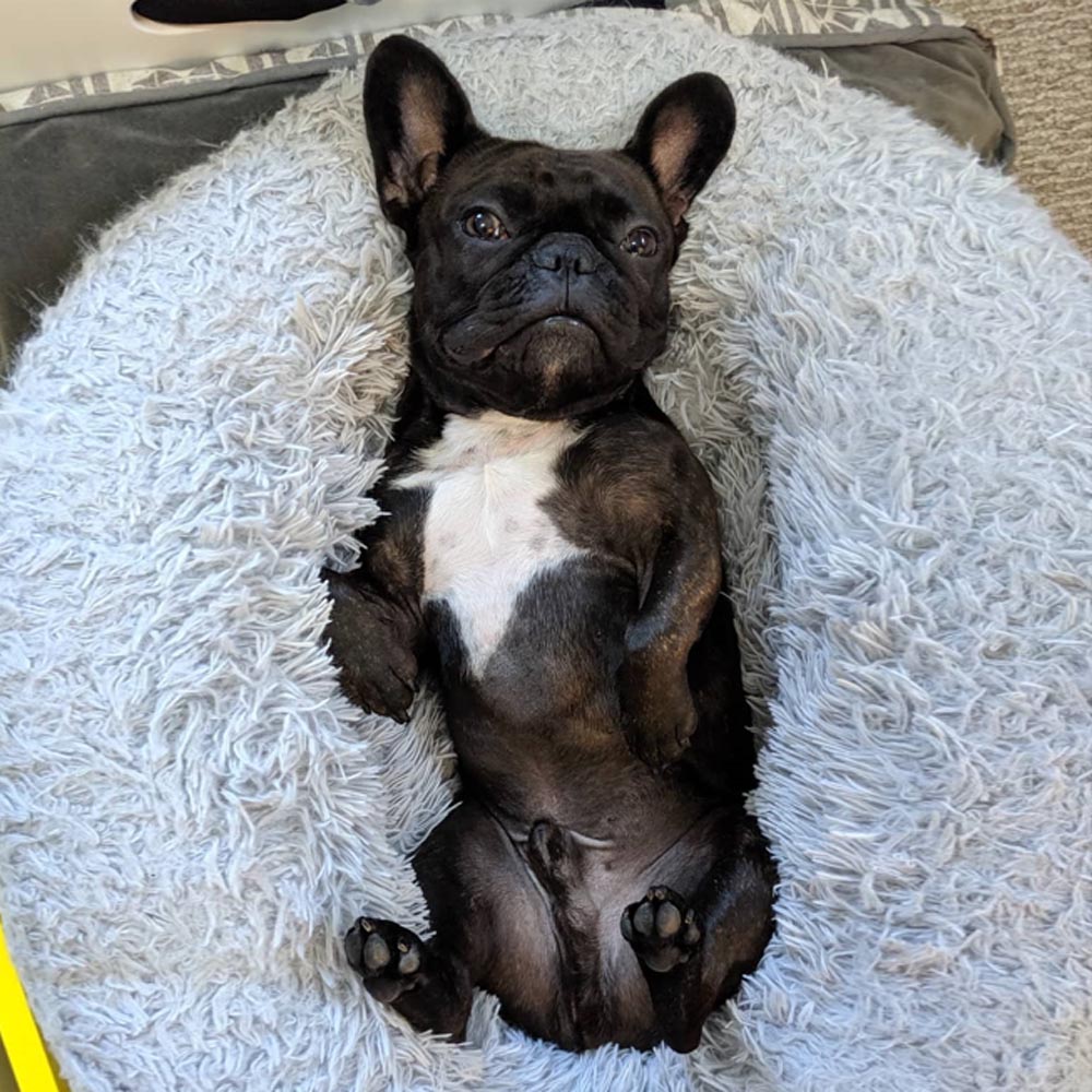 Donutly™: Anti-Anxiety French Bulldog Bed for Stocky Dogs-fadou