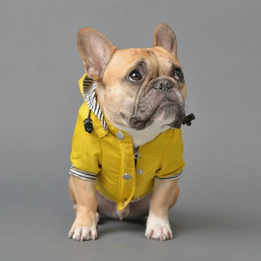 Cooper French Bulldog Weather Shield for French Bulldogs-fadou