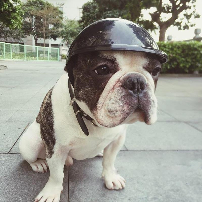 Frenchie Helmets for French Bulldog Owners and Fans for Frenchies-fadou