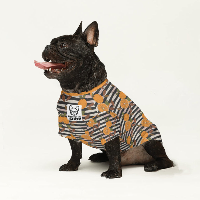 Marco French Bulldog Knit Sweater for Training Sessions-fadou