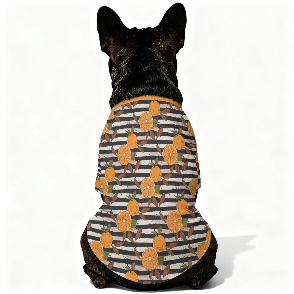 Marco French Bulldog Knit Sweater for Training Sessions-fadou