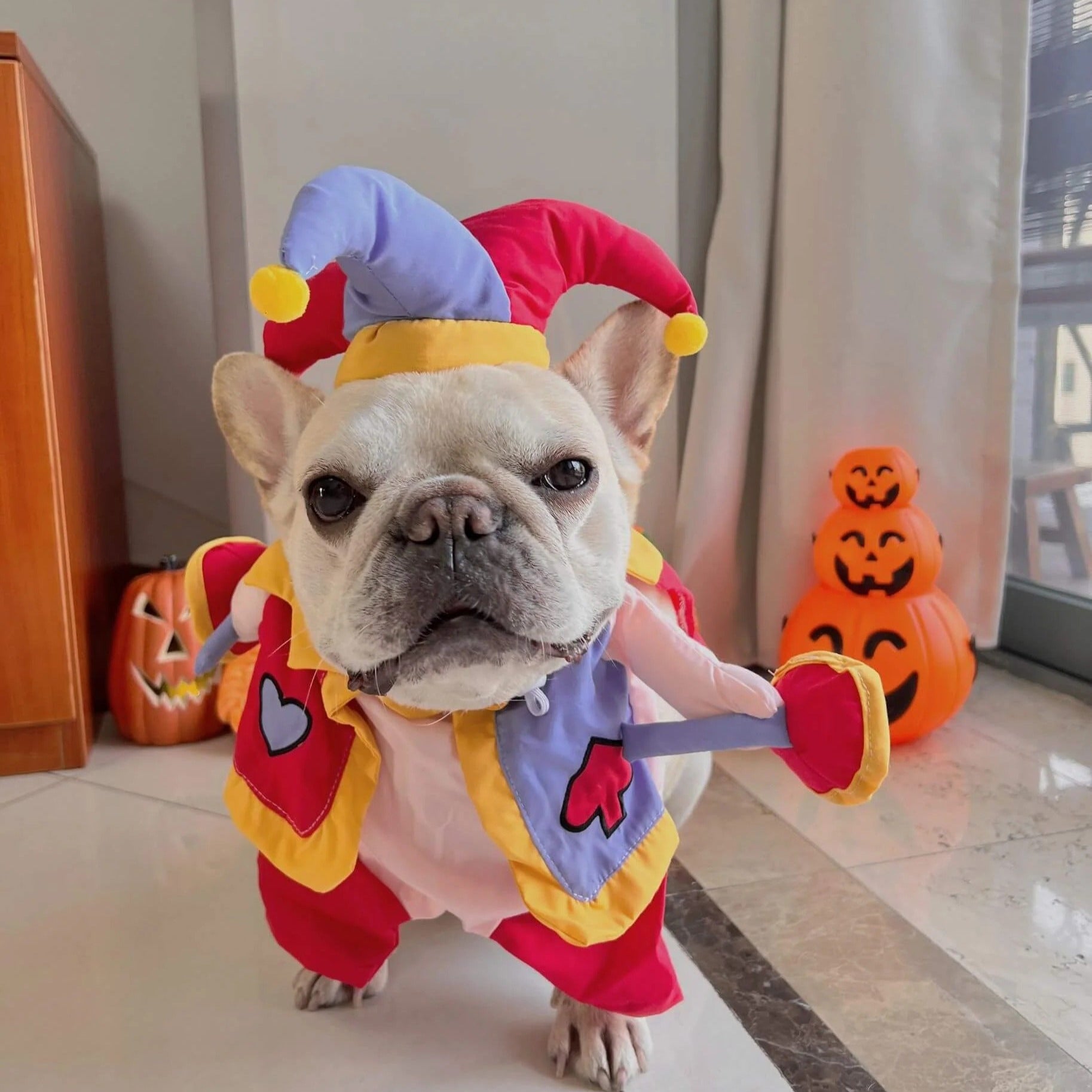 JestiBull Funny Festive Costume for Brachycephalic Dogs-fadou