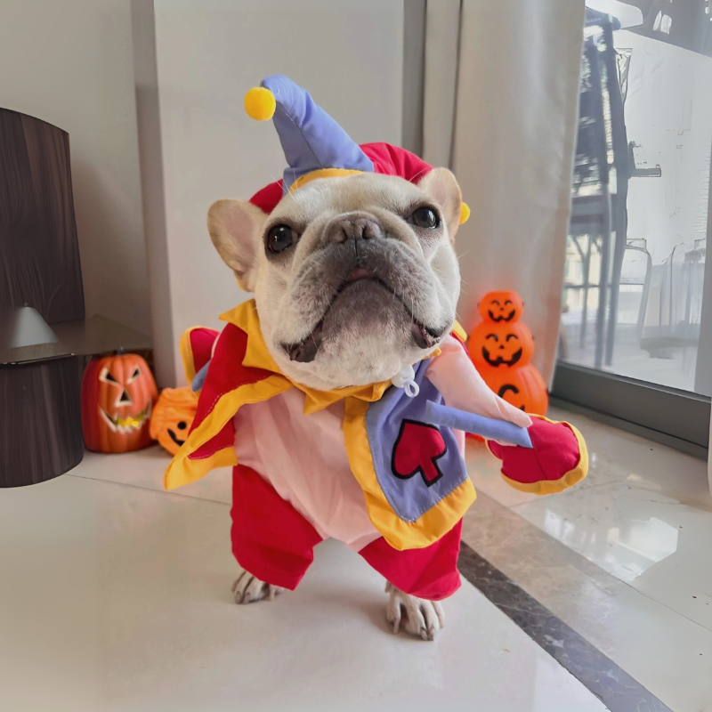 JestiBull Funny Festive Costume for Brachycephalic Dogs-fadou