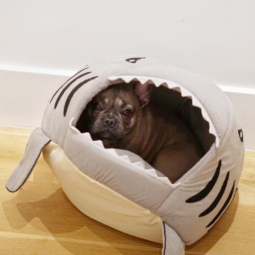 House French Bulldog Cozy Sofa Bed for Flat-Face Breeds-fadou