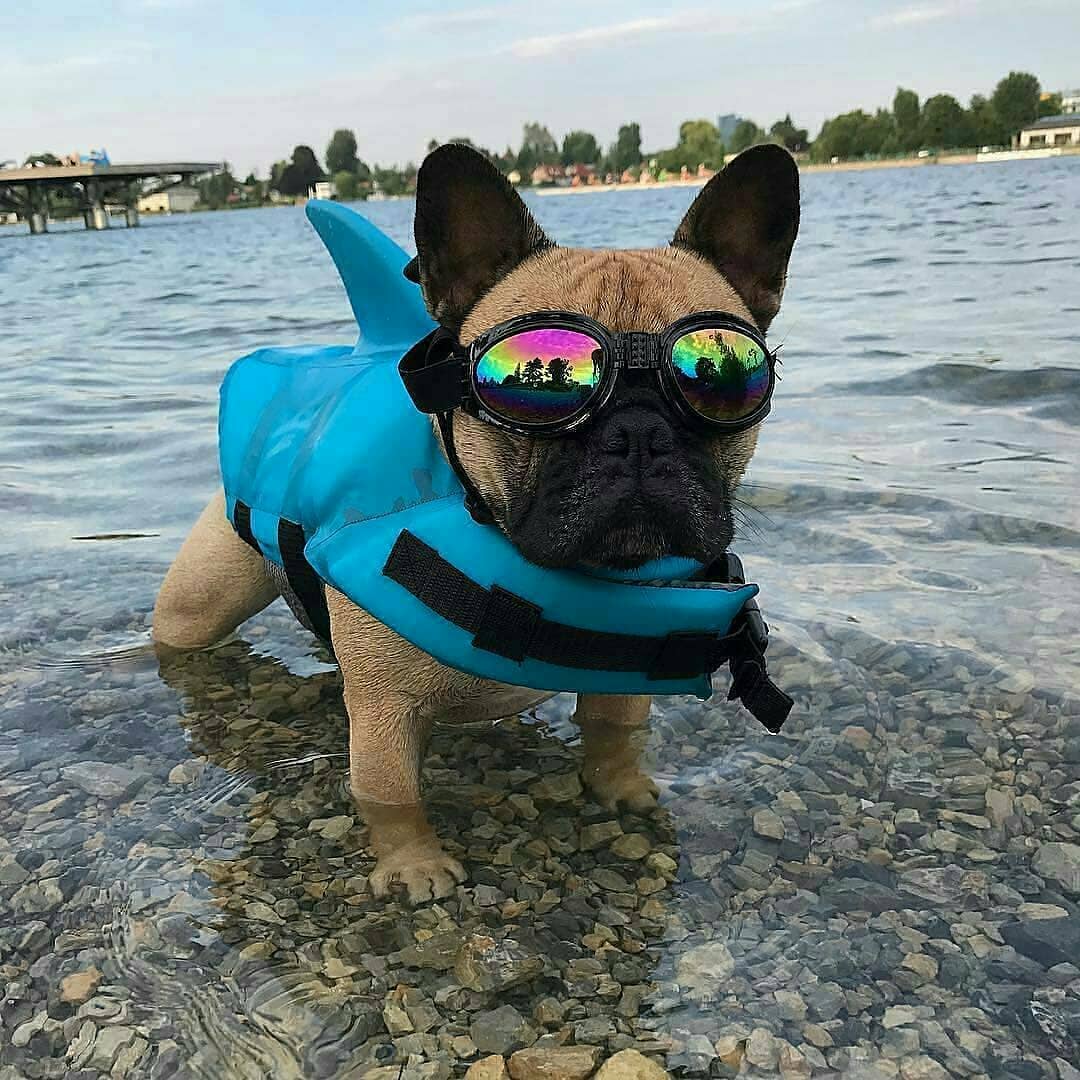Shark Life Vest V2 for French Bulldog Owners and Fans for Frenchies-fadou