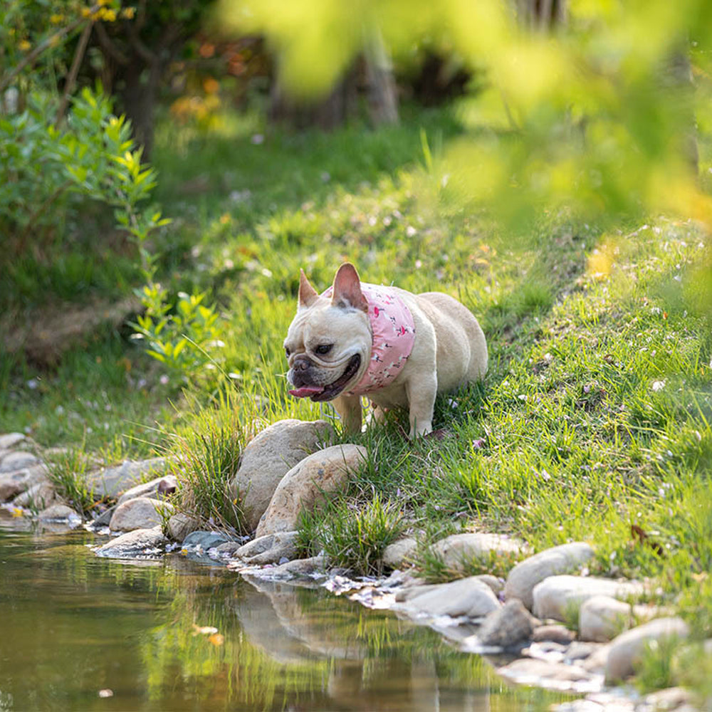 Frenchie Summer Cooling Scarf Anti-Heatstroke for Pet Parents-fadou