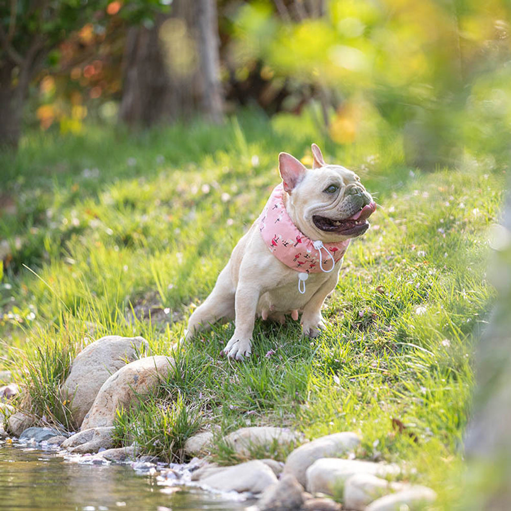 Frenchie Summer Cooling Scarf Anti-Heatstroke for Pet Parents-fadou