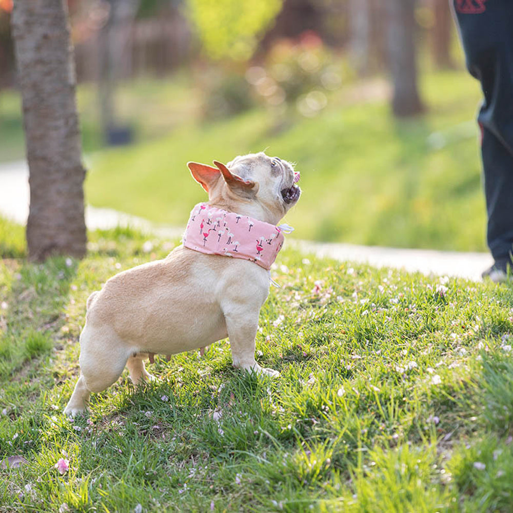 Frenchie Summer Cooling Scarf Anti-Heatstroke for Pet Parents-fadou