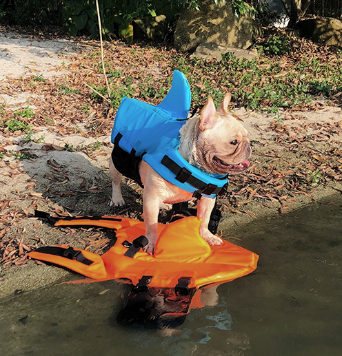 Shark Life Vest V2 for French Bulldog Owners and Fans for Frenchies-fadou