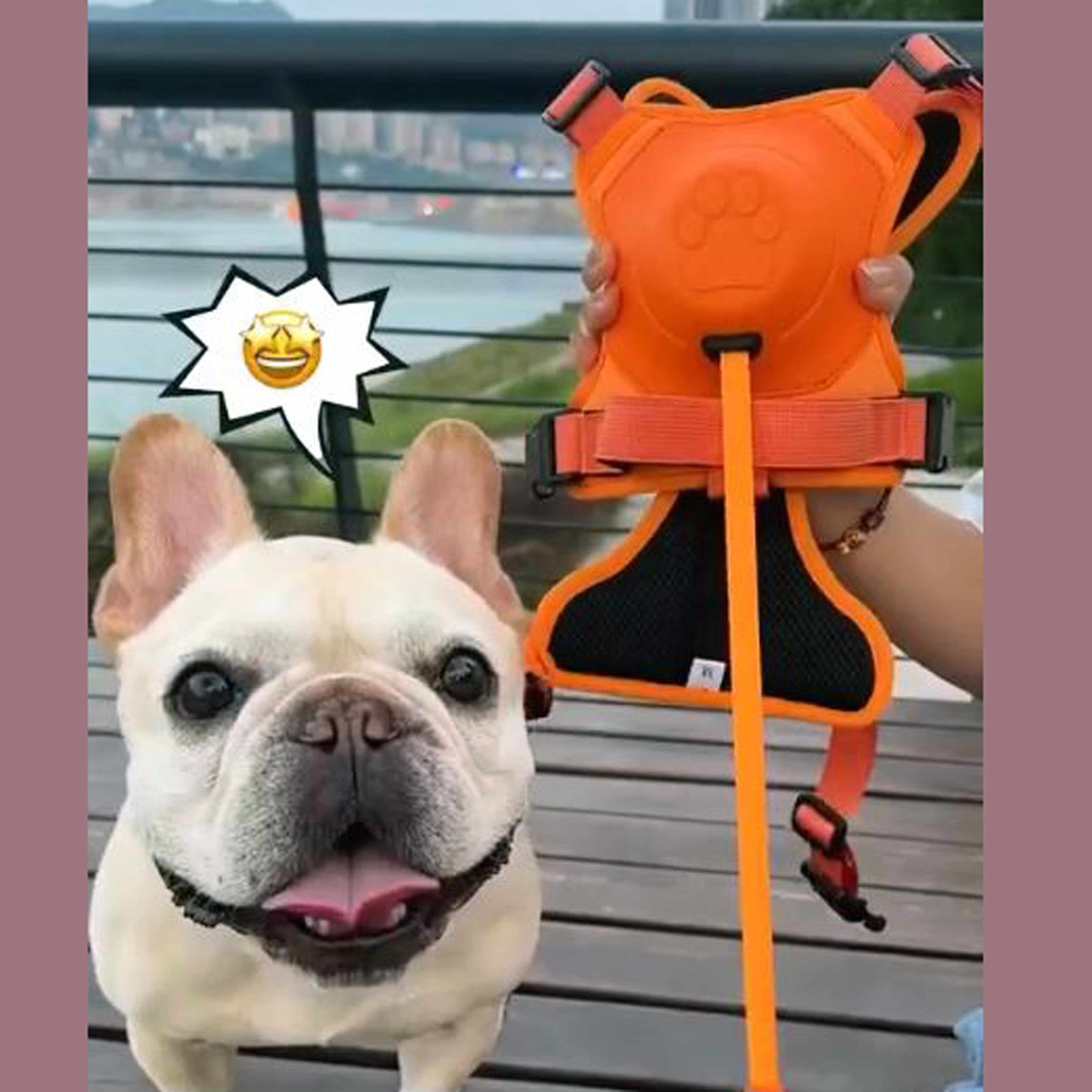 BulldogBound Frenchie Walking Harness for Travel Comfort-fadou