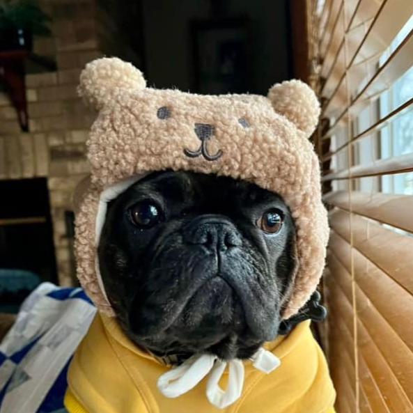 French Bulldog Adorable Product for Frenchie Enthusiasts-fadou