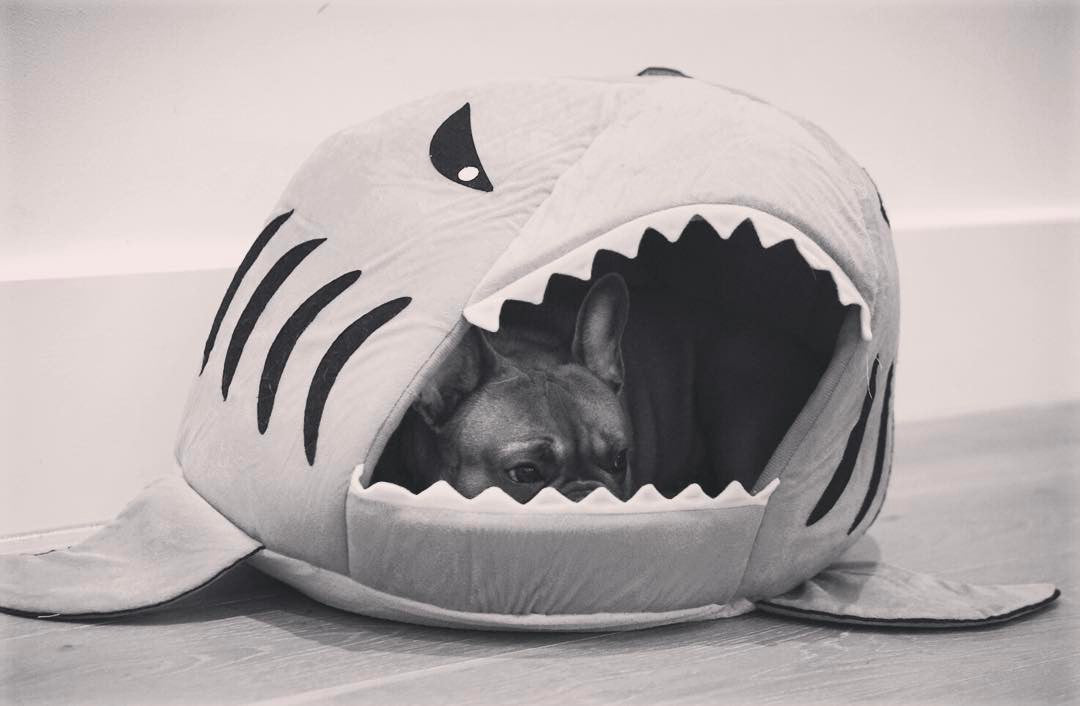 House French Bulldog Cozy Sofa Bed for Flat-Face Breeds-fadou