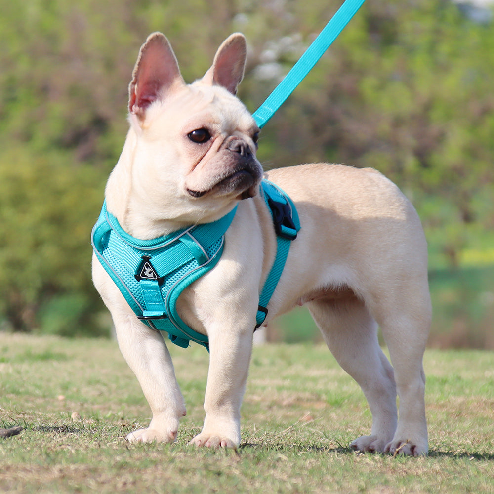 Reluxy™ -french Bulldog Harness Leash Set for Daily Walks-fadou